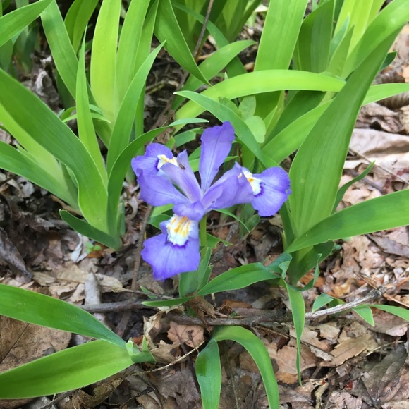 Meet your Posher, Pepper - Picture 1 of 1